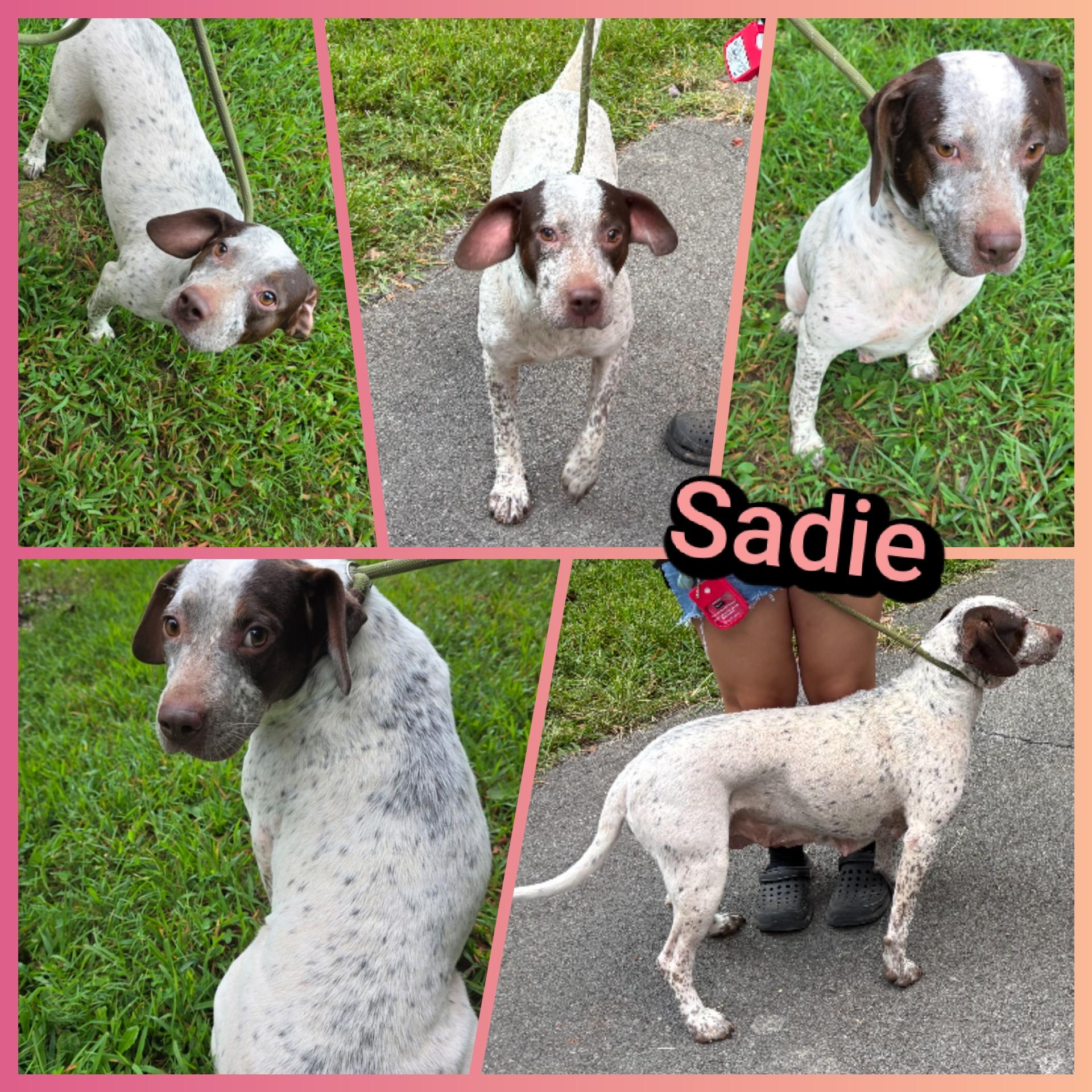 Sadie