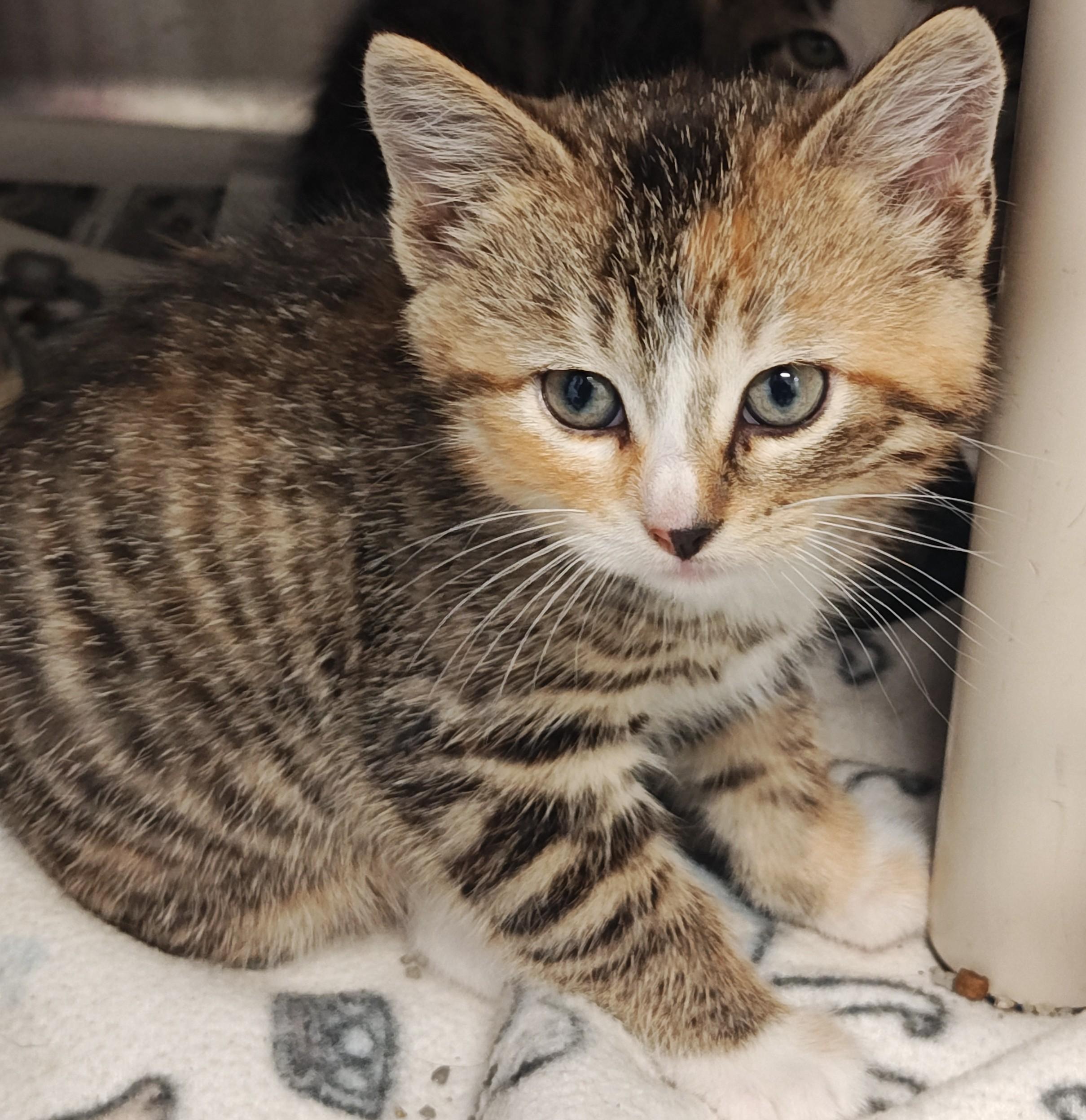 Enlarge Holly, a Adoptable Domestic Short Hair in Wahpeton, ND image 1/3