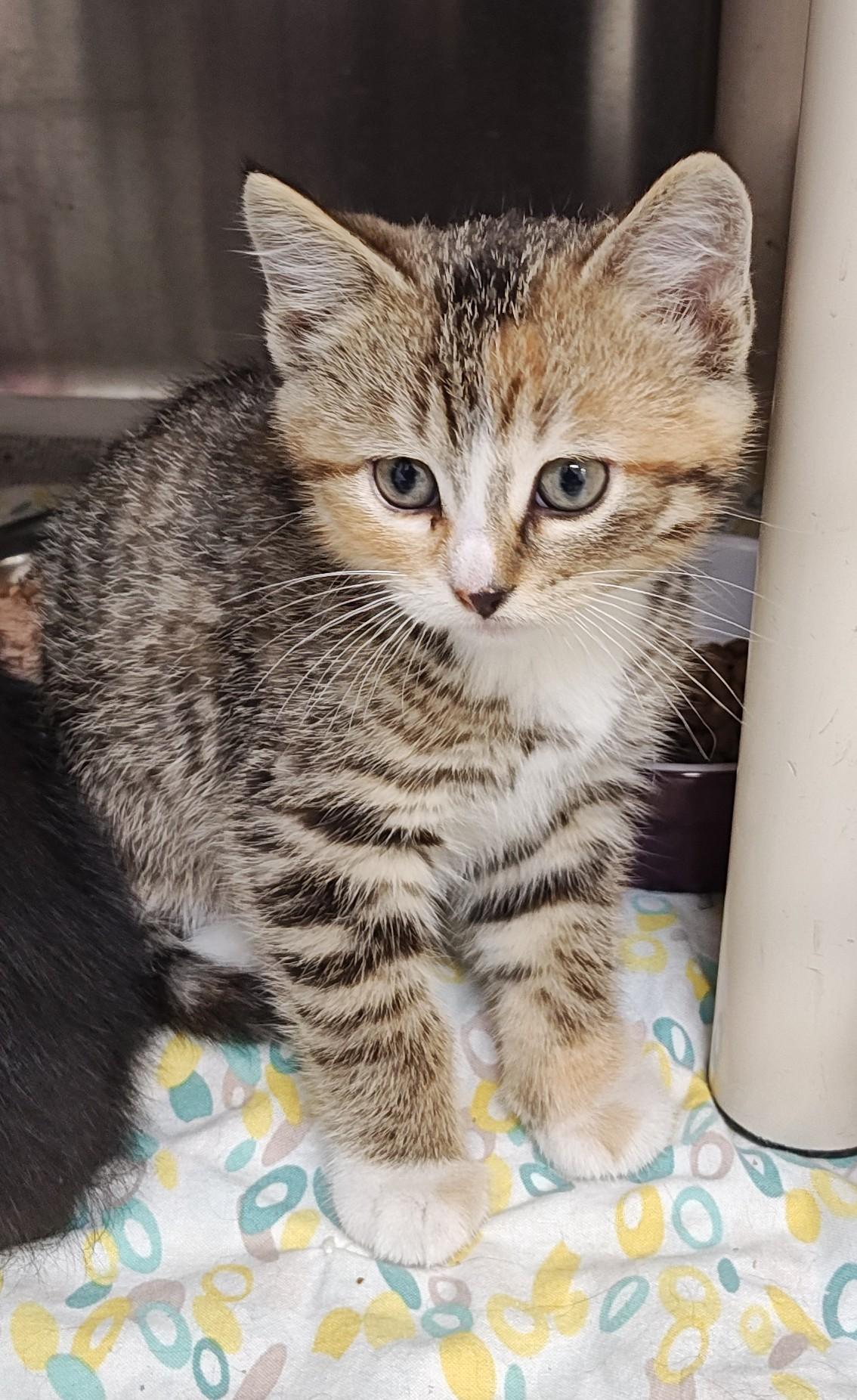 Holly, Adoptable, Young Female Domestic Short Hair.