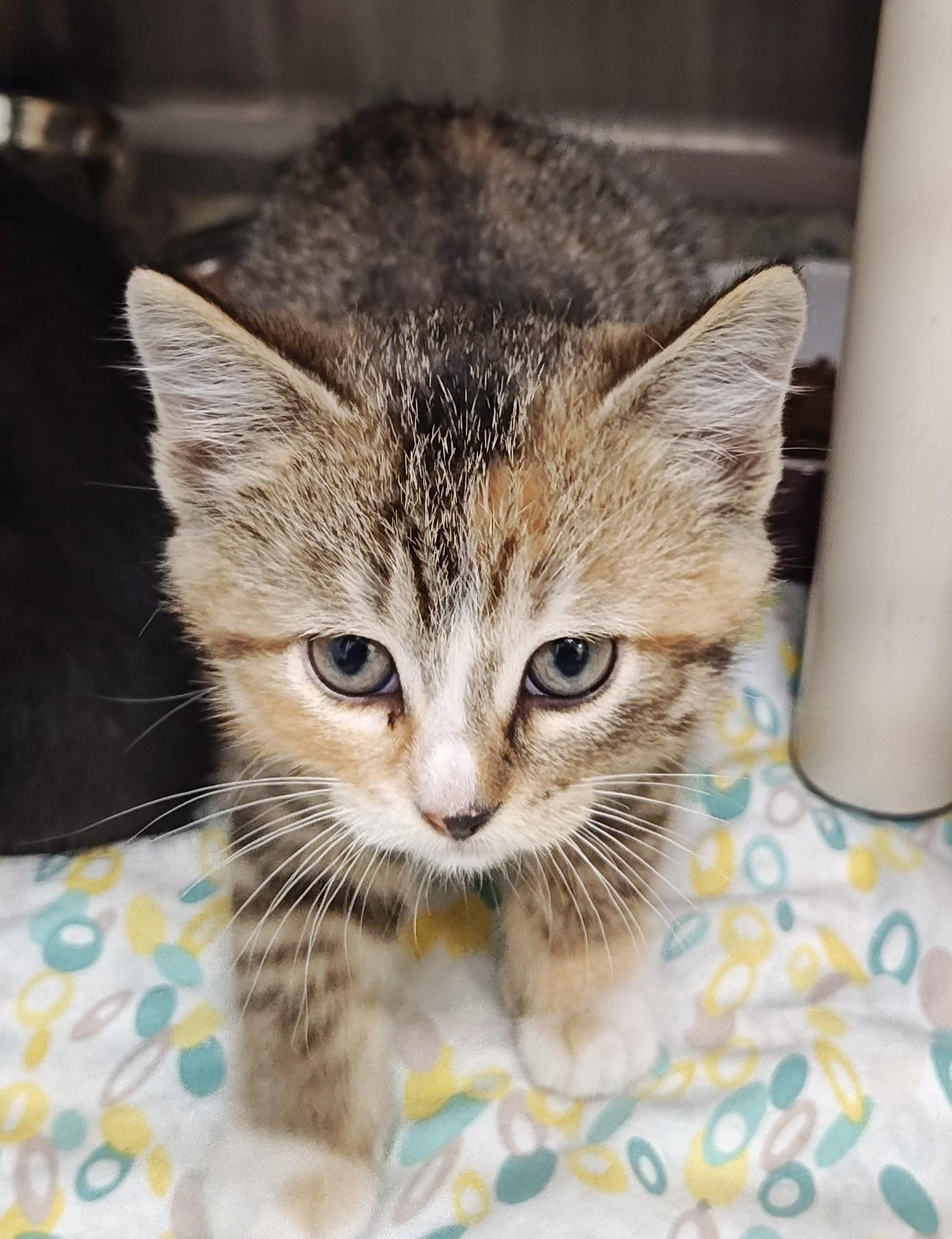Enlarge Holly, a Adoptable Domestic Short Hair in Wahpeton, ND image 3/3