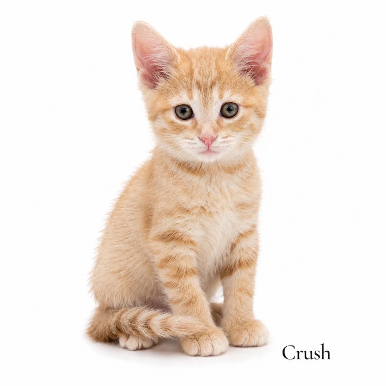 Crush, adopted, Kitten Female Domestic Short Hair.
