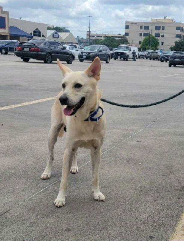 Enlarge Jaeger, a Adoptable mixed breed in Winston Salem, NC image 1/3