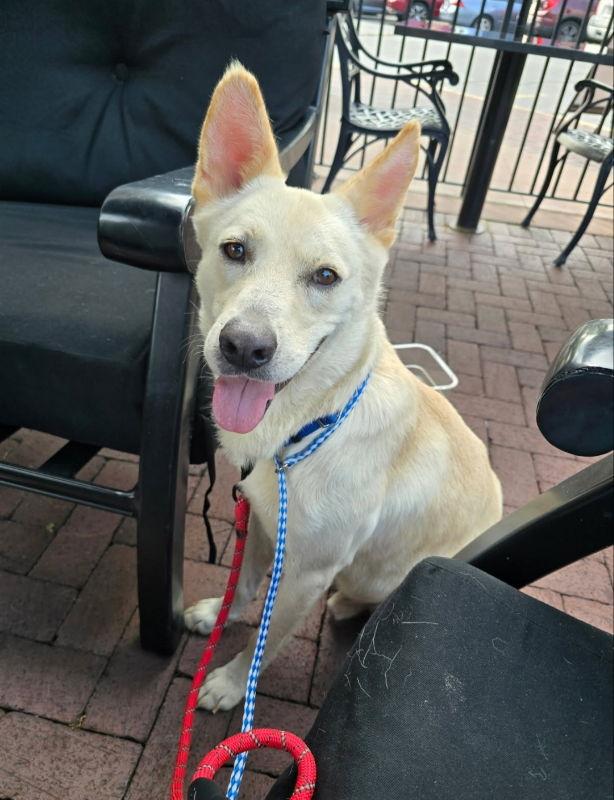 Enlarge Jaeger, a Adoptable mixed breed in Winston Salem, NC image 2/3