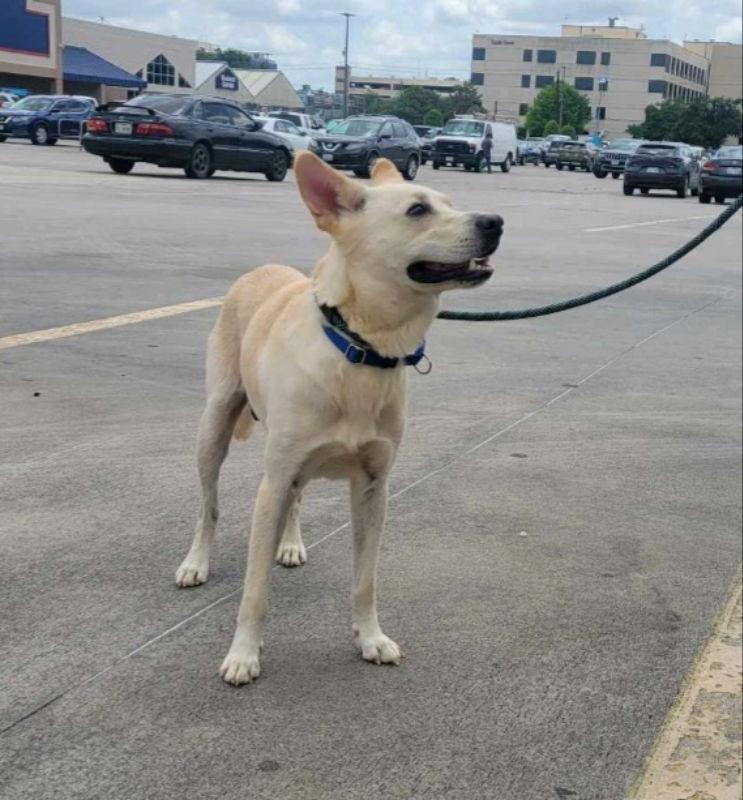 Enlarge Jaeger, a Adoptable mixed breed in Winston Salem, NC image 3/3