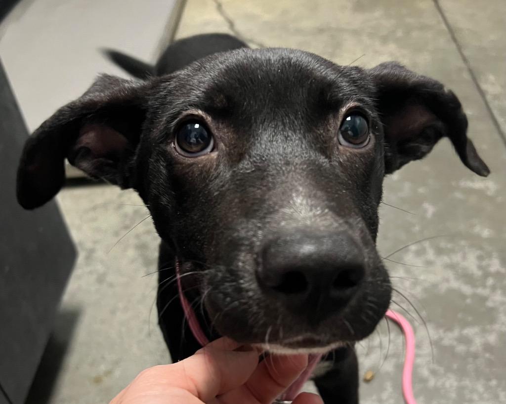 Fennec, Adoptable, Young Male Mixed Breed.