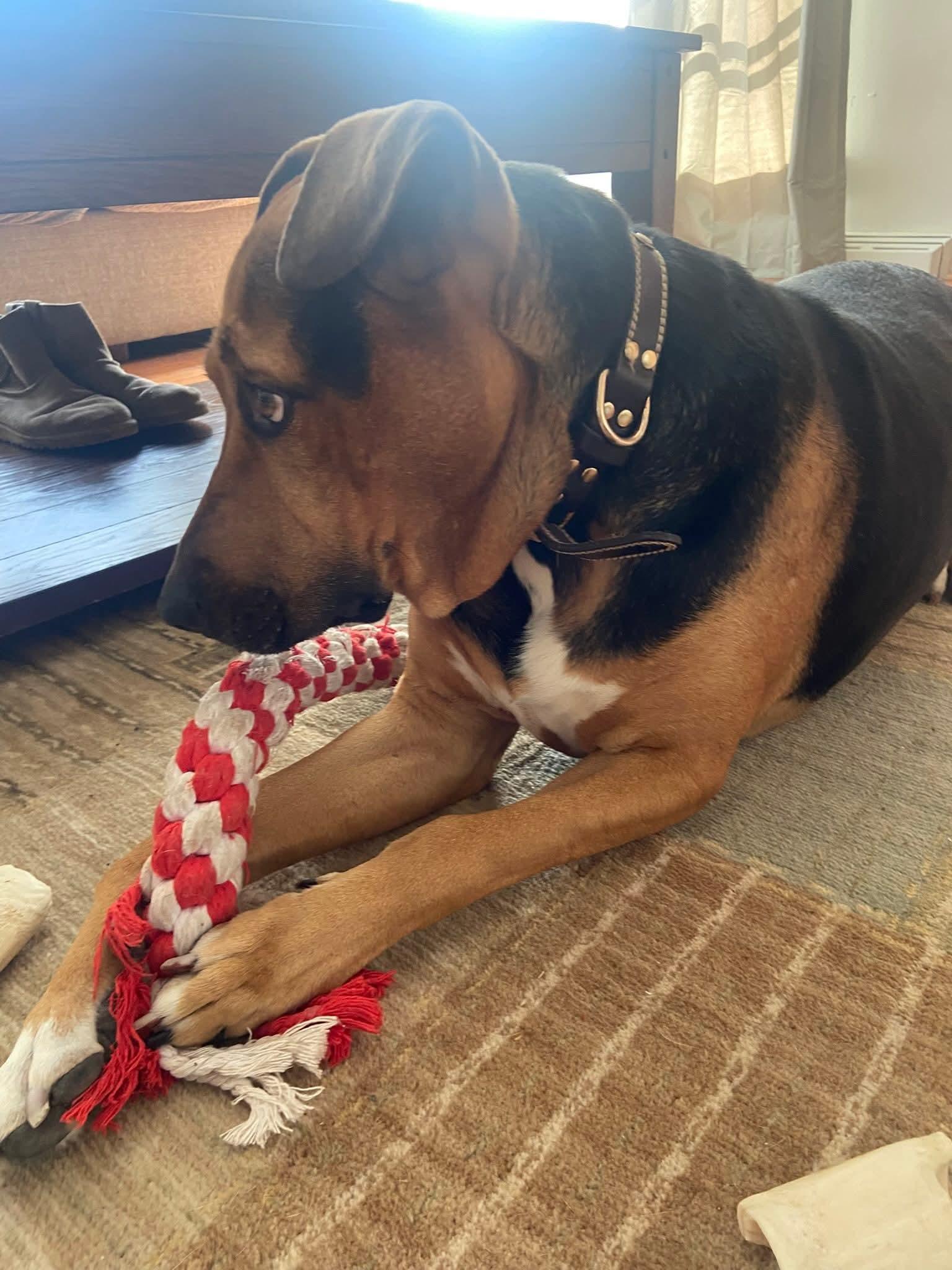 Enlarge Gotti, a Adoptable mixed breed in Huntley, IL image 4/6