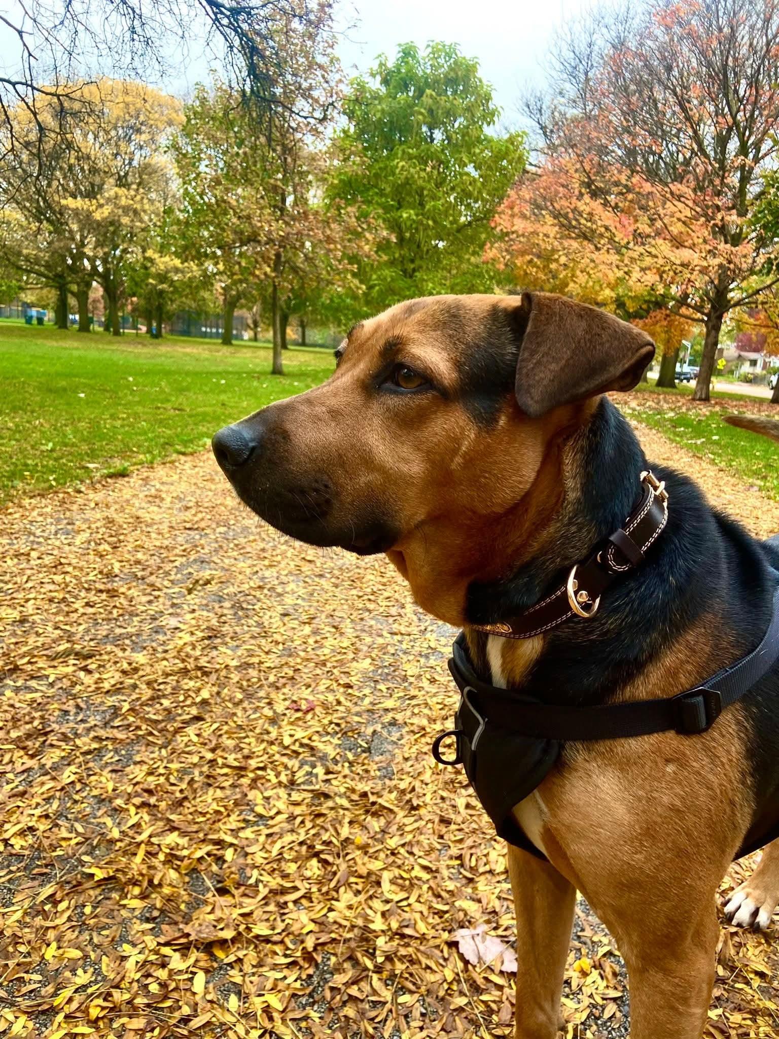 Enlarge Gotti, a Adoptable mixed breed in Huntley, IL image 5/6