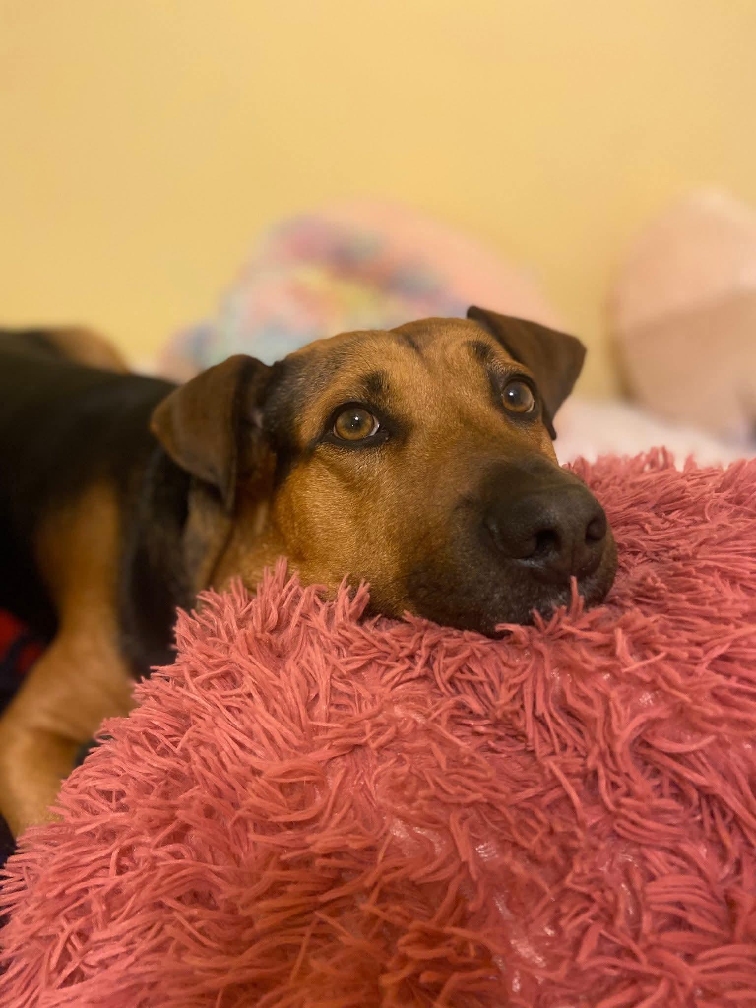 Enlarge Gotti, a Adoptable mixed breed in Huntley, IL image 1/6