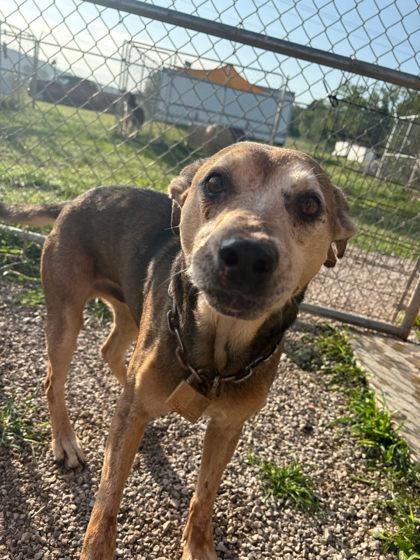 Guy, ADOPTABLE, Senior Male Beagle.