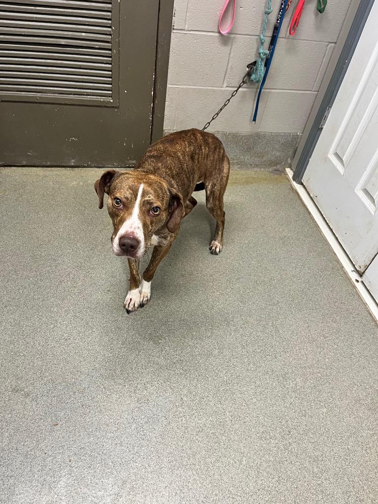 Cricket Stamps, Adoptable, Young Female Hound.