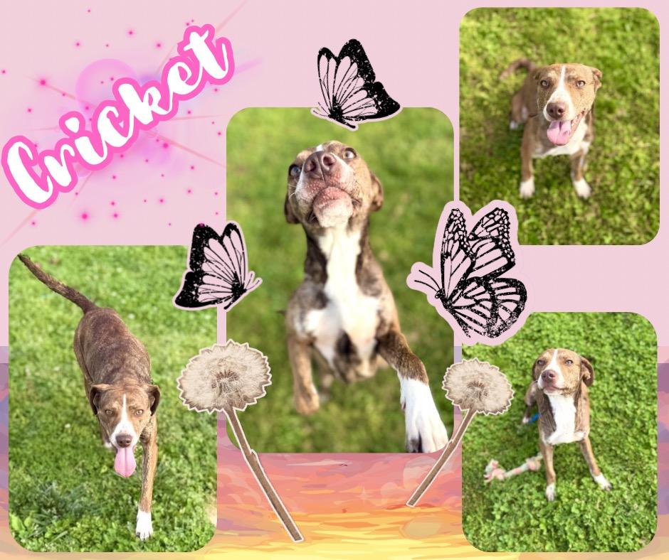Enlarge Cricket Stamps, a Adoptable Hound in Hopkinsville, KY image 3/3