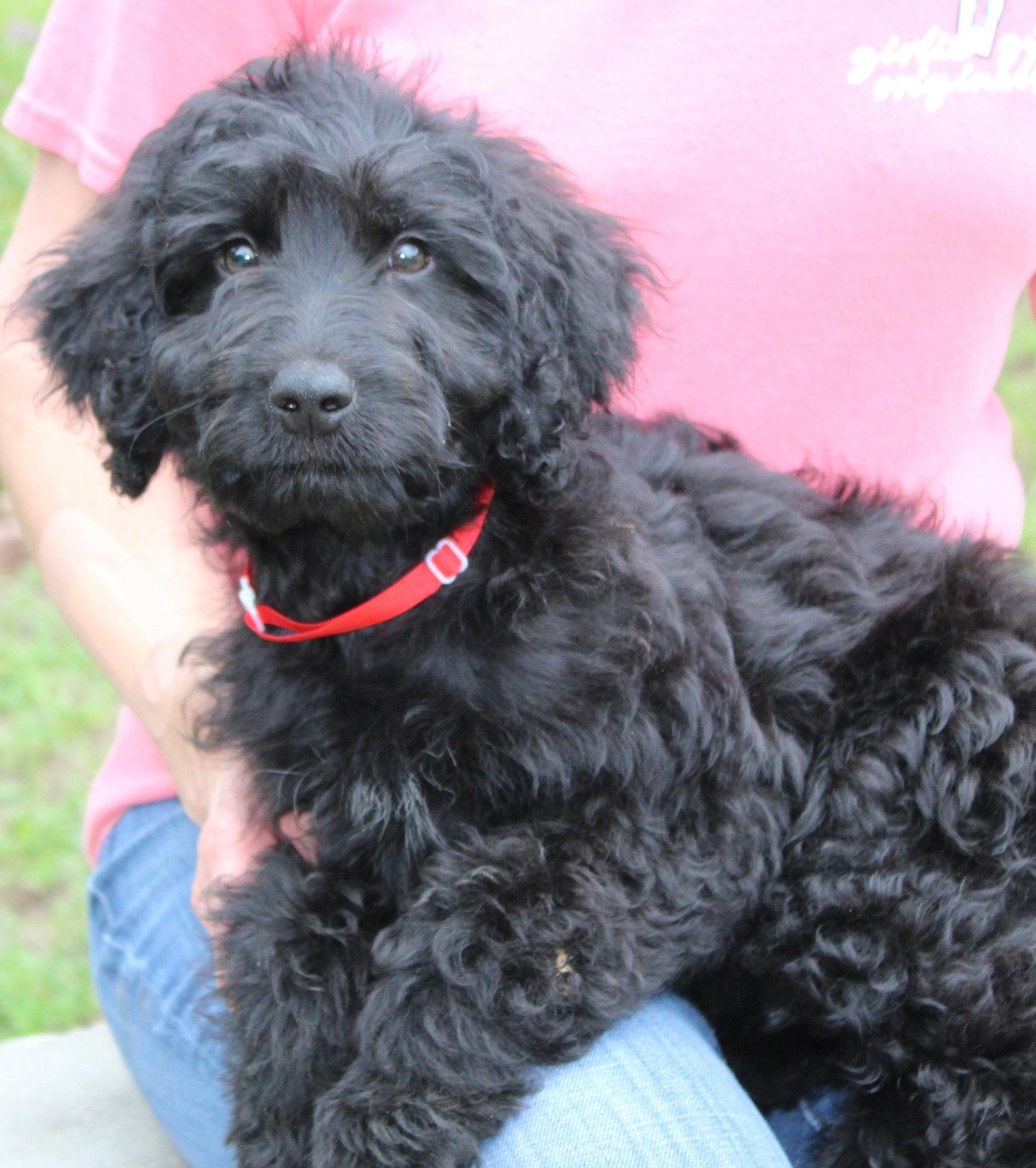 Enlarge Langston 43533, a Adopted mixed breed in Prattville, AL image 1/3