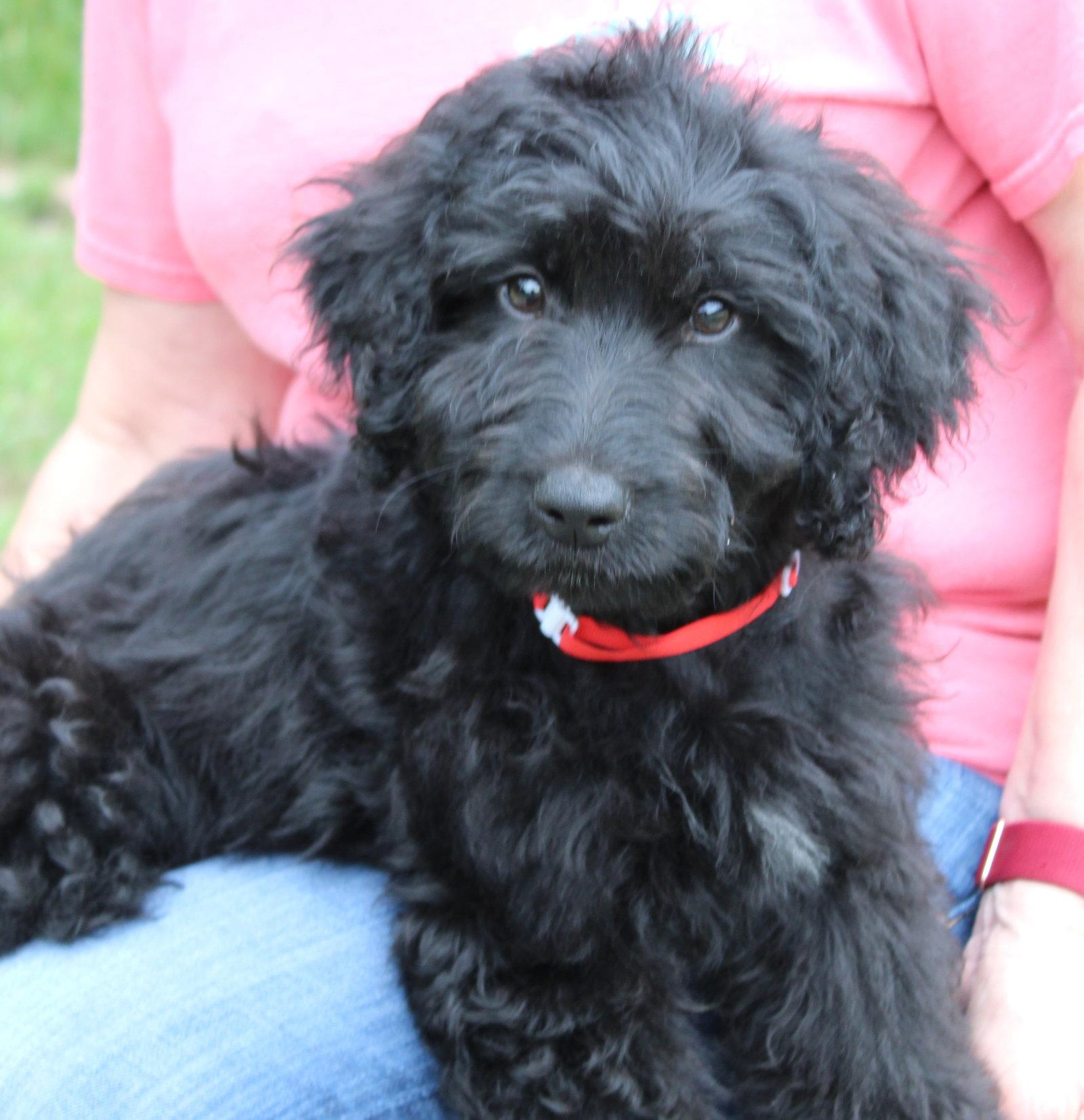 Enlarge Langston 43533, a Adopted mixed breed in Prattville, AL image 2/3