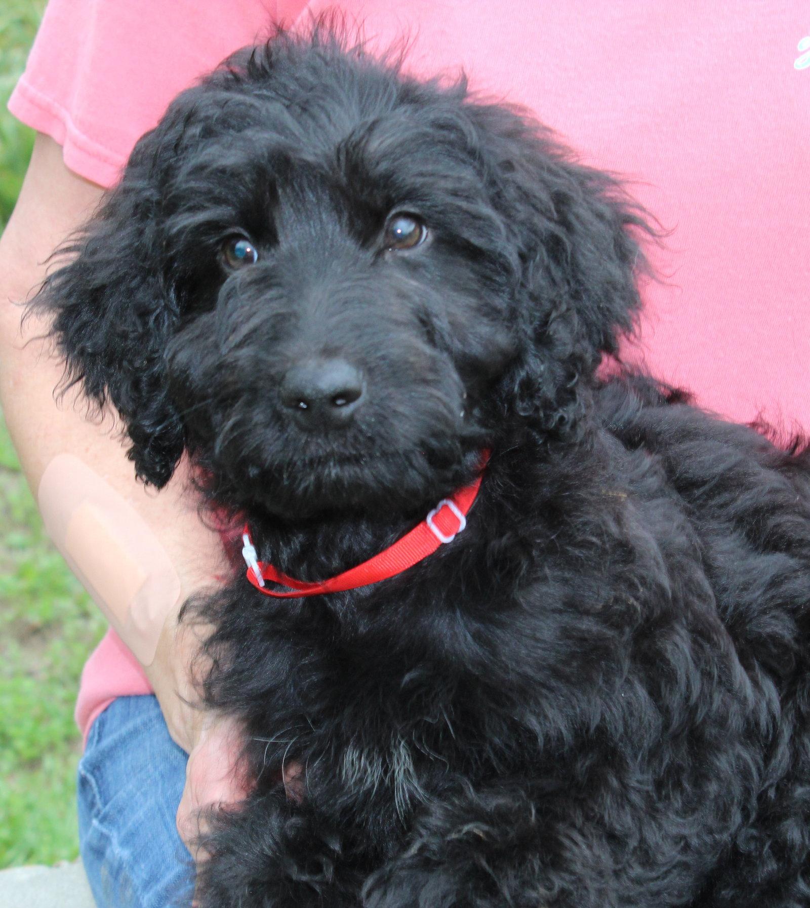 Enlarge Langston 43533, a Adopted mixed breed in Prattville, AL image 3/3