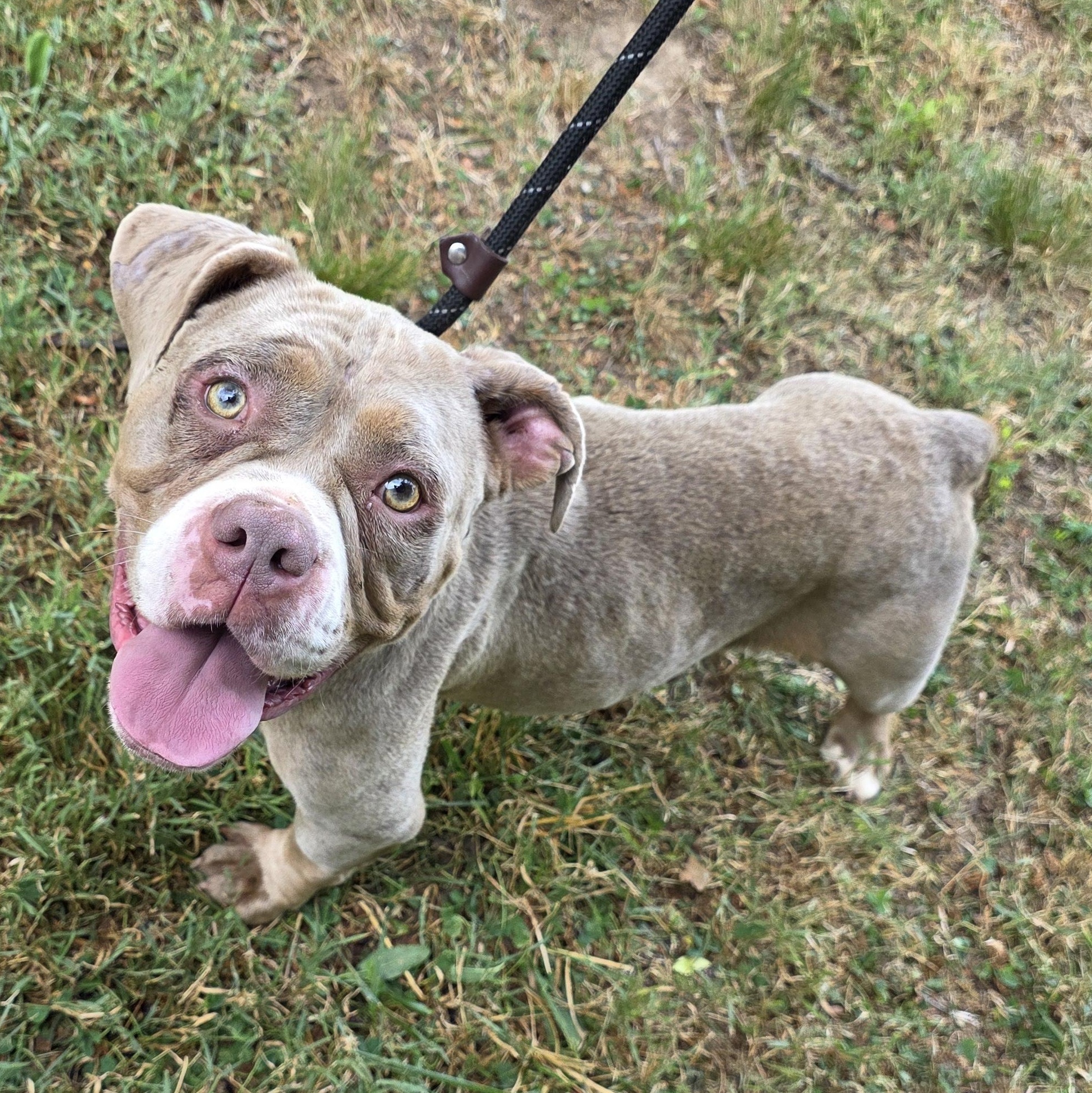 Marry, a Adoptable mixed breed in Greensboro, NC image 1/6