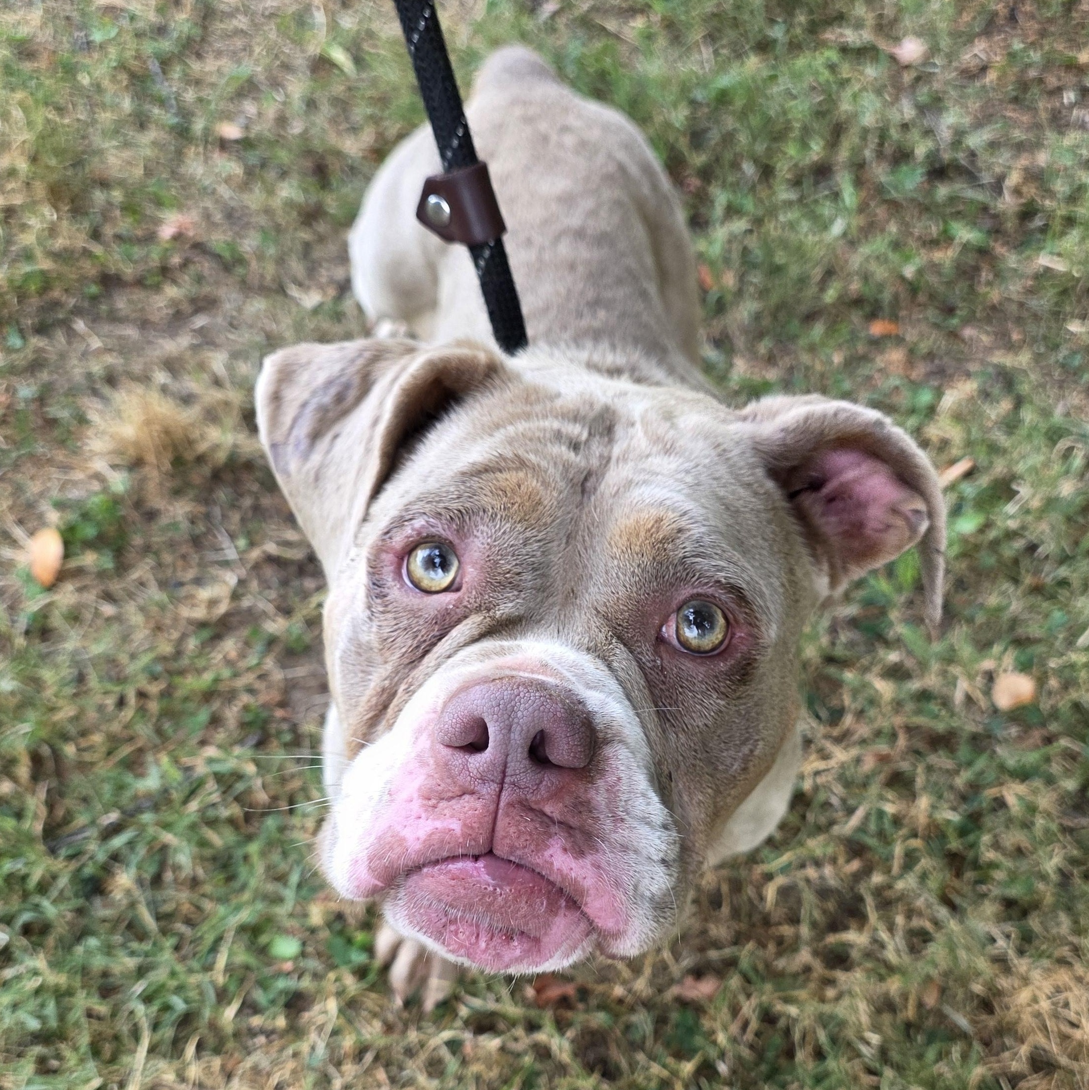 Marry, a Adoptable mixed breed in Greensboro, NC image 5/6