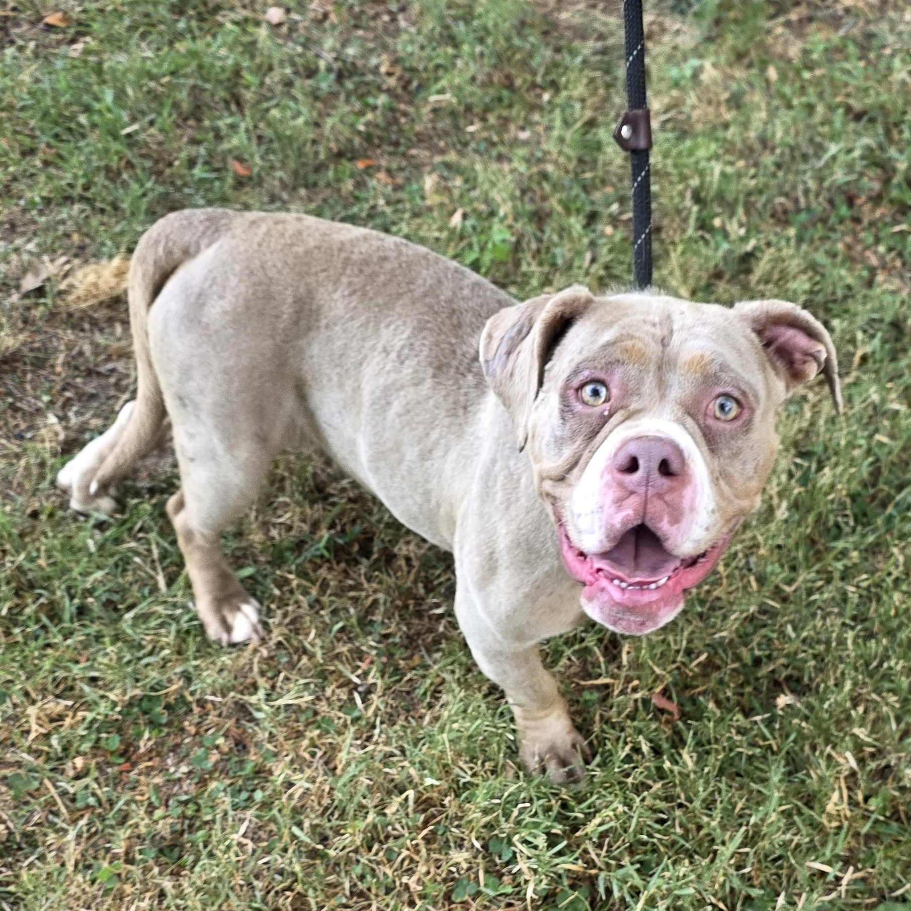 Marry, a Adoptable mixed breed in Greensboro, NC image 4/6
