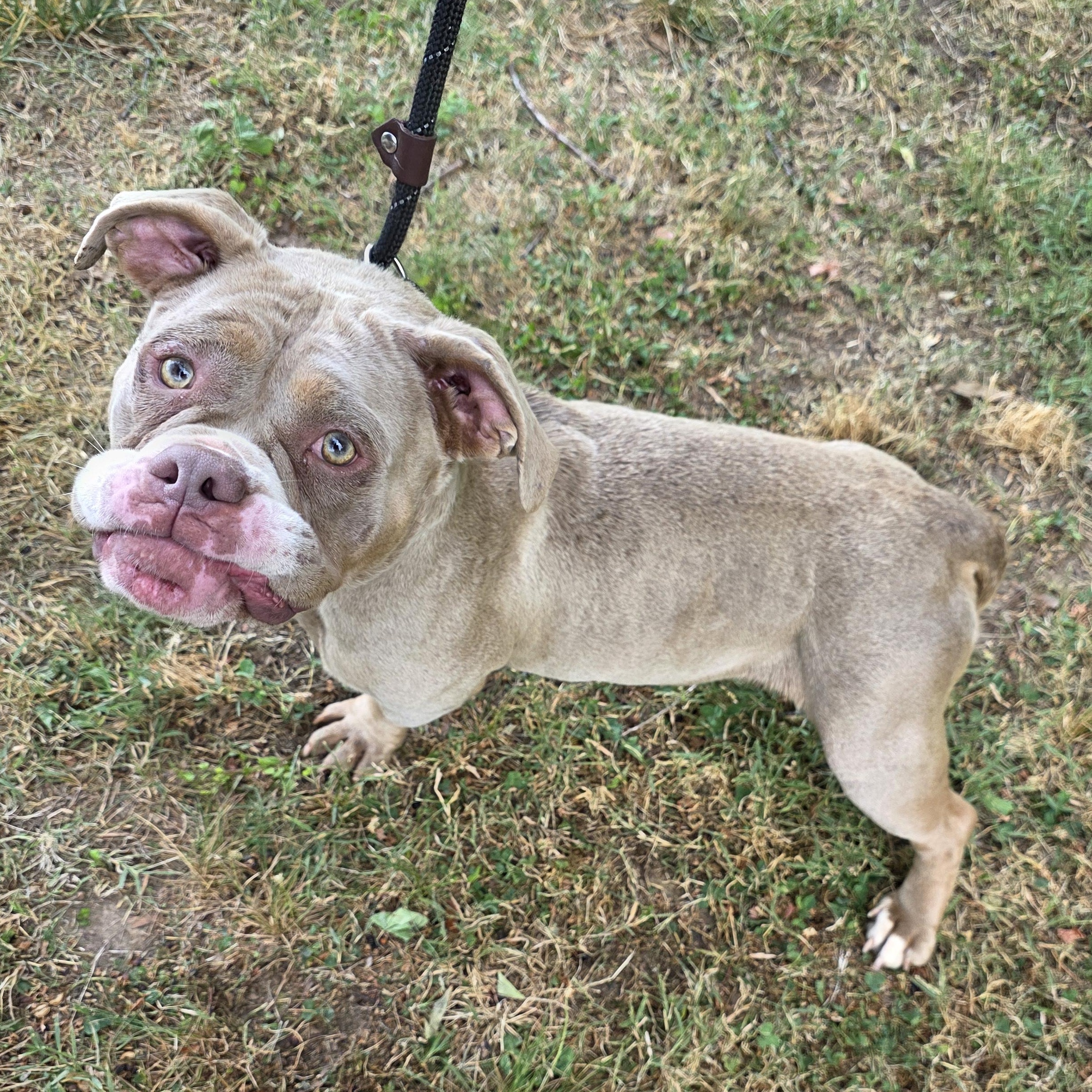 Marry, a Adoptable mixed breed in Greensboro, NC image 3/6
