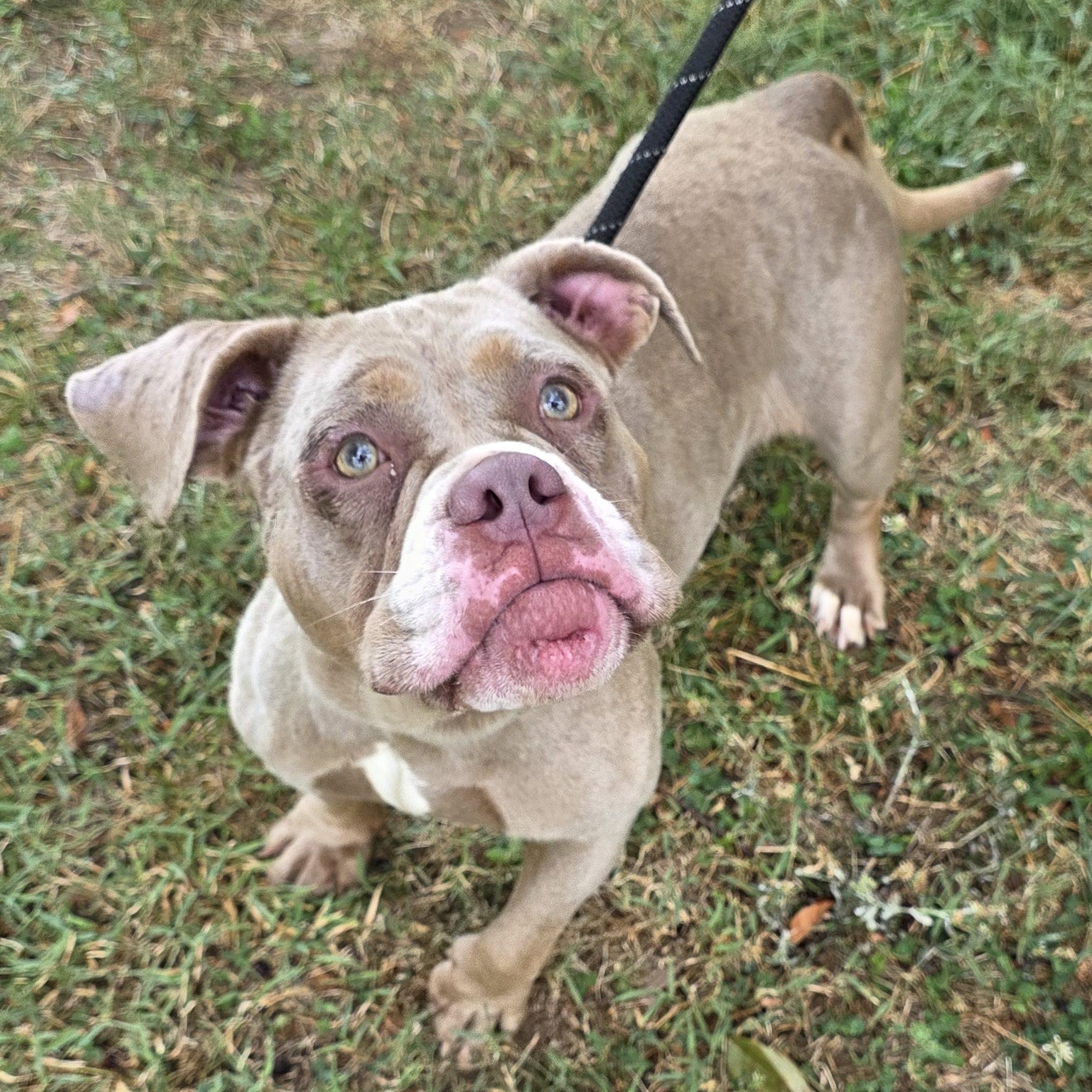 Marry, a Adoptable mixed breed in Greensboro, NC image 6/6