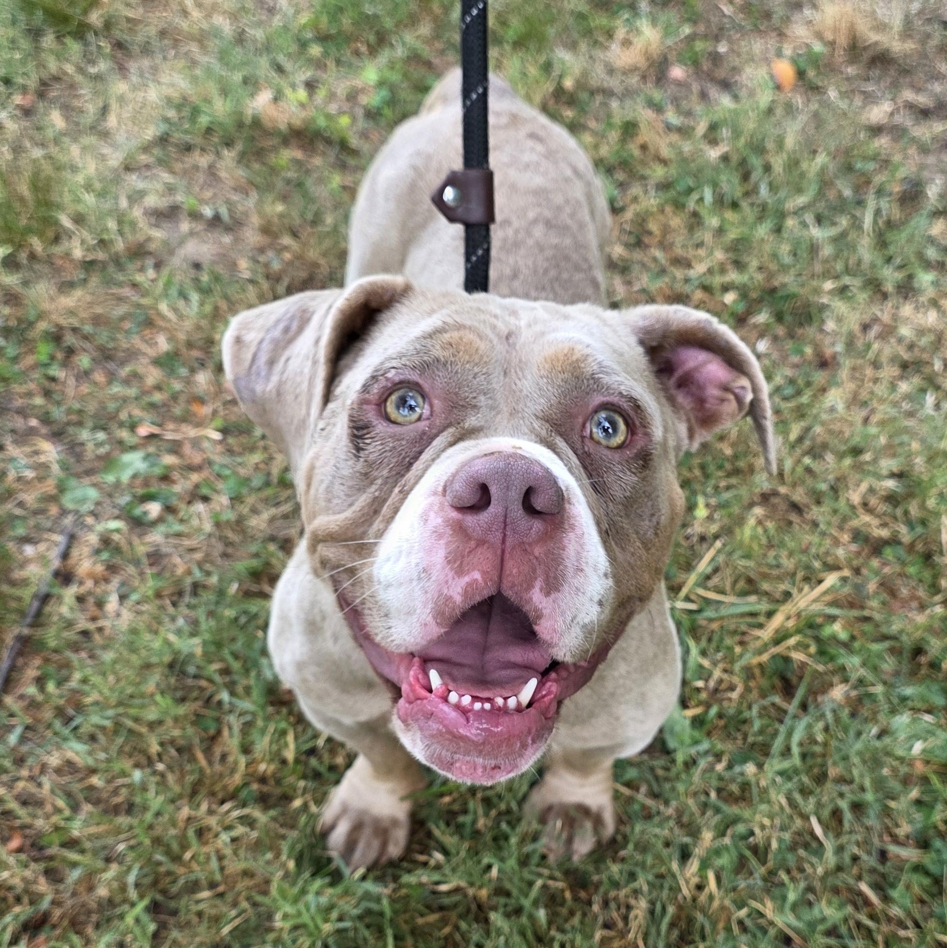 Marry, a Adoptable mixed breed in Greensboro, NC image 2/6