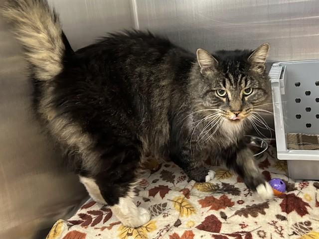 Enlarge GARRISON, a Adoptable Domestic Long Hair in Springfield, MA image 1/1