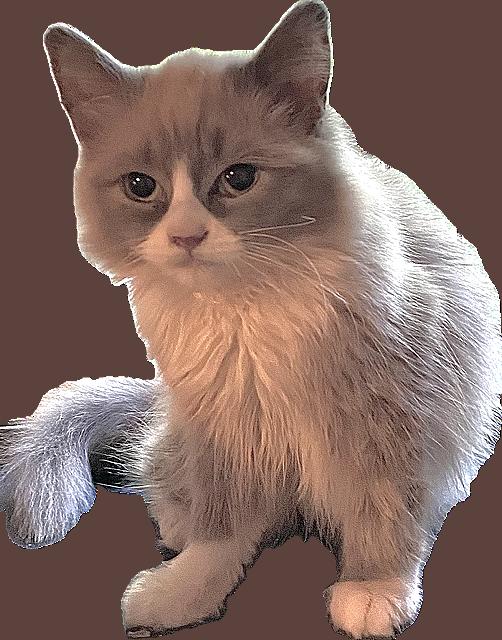 Cococreme (Bonded with Natia), adopted, Kitten Male Domestic Long Hair & Persian.