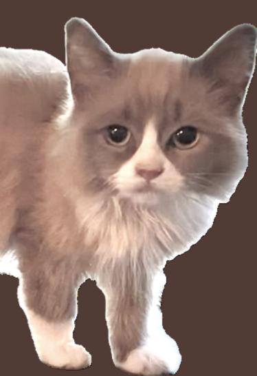 Cococreme (Bonded with Natia), an adopted mixed breed in Chattanooga, TN image 2/3