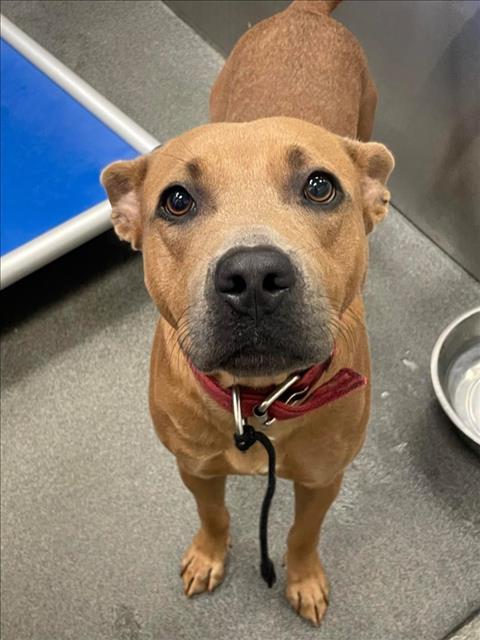 BEAU, Adoptable, Adult Male Mixed Breed.