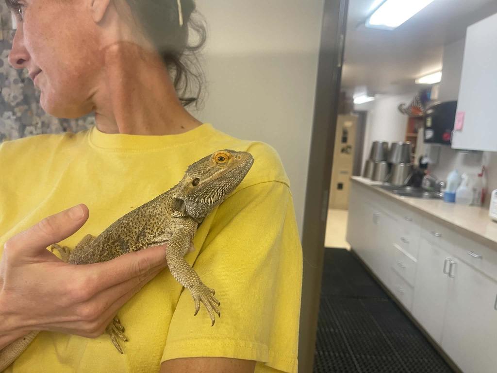 bearded dragon, Adoptable, Young Female Iguana.