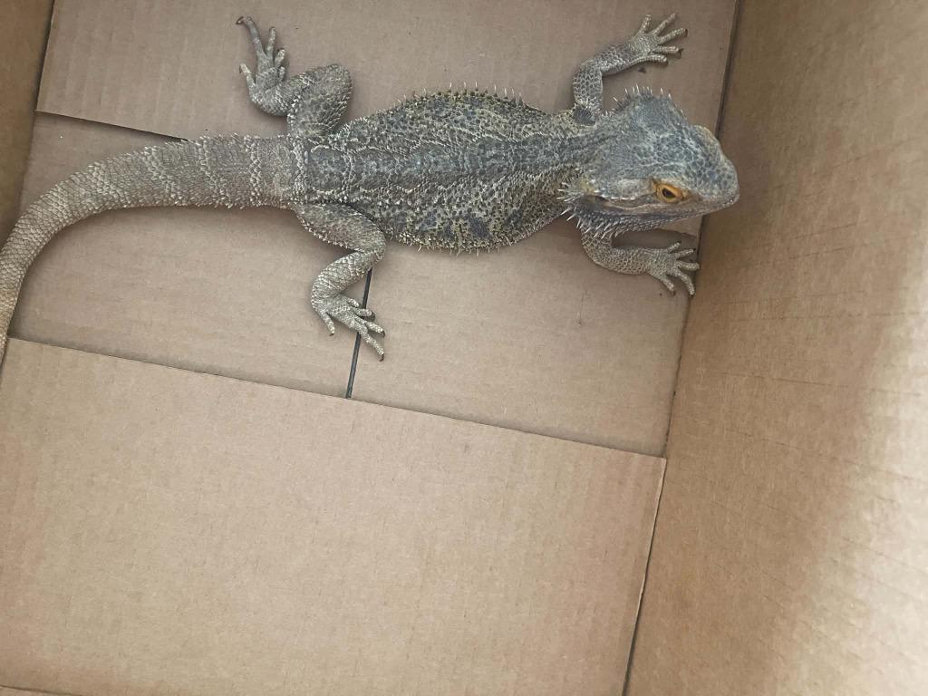 Enlarge bearded dragon, a Adoptable Iguana in Green River, WY image 2/3