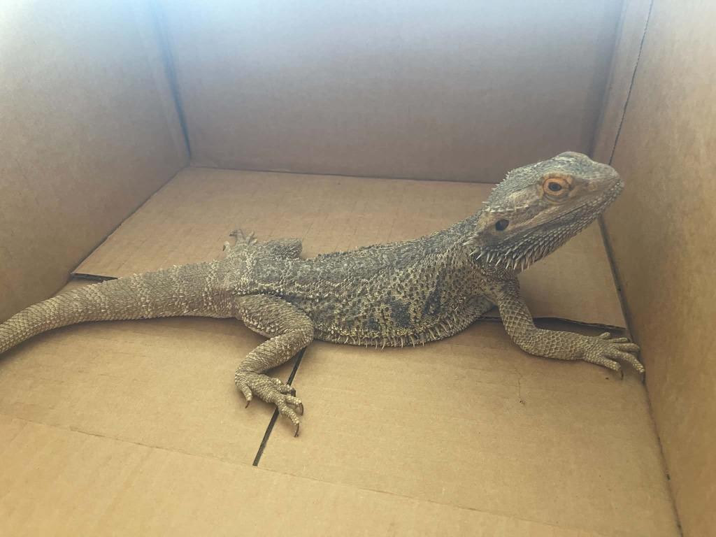 Enlarge bearded dragon, a Adoptable Iguana in Green River, WY image 3/3
