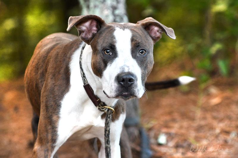 Tiger, Adoptable, Young Male Pit Bull Terrier.