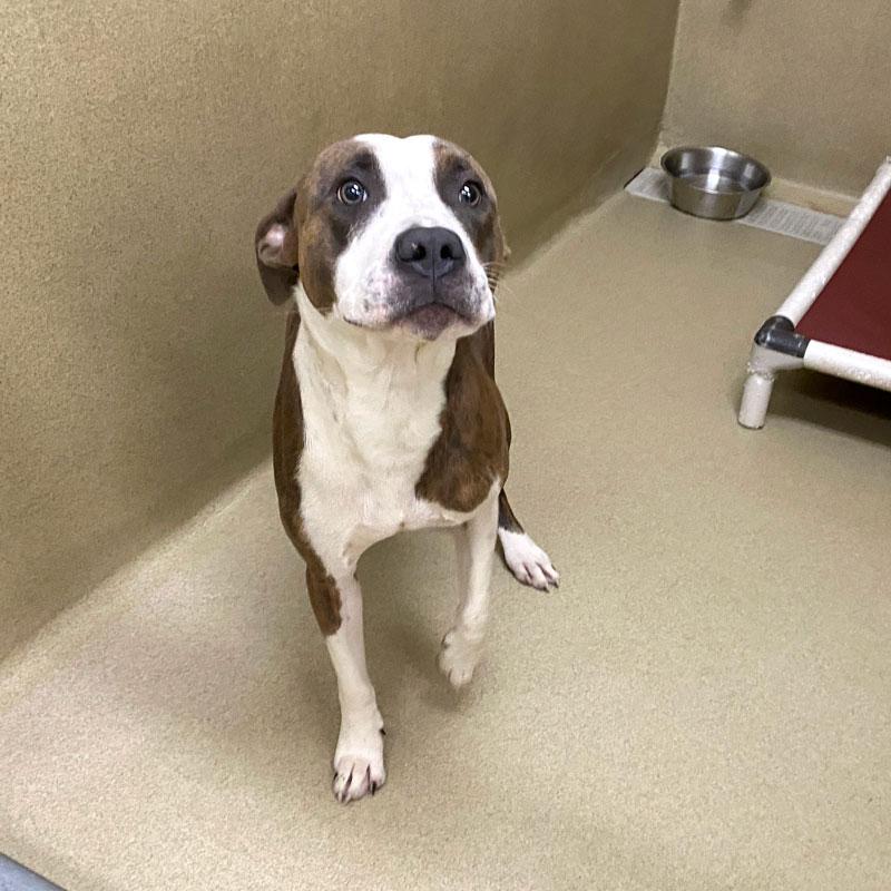 Tiger, ADOPTABLE, Young Male Pit Bull Terrier.