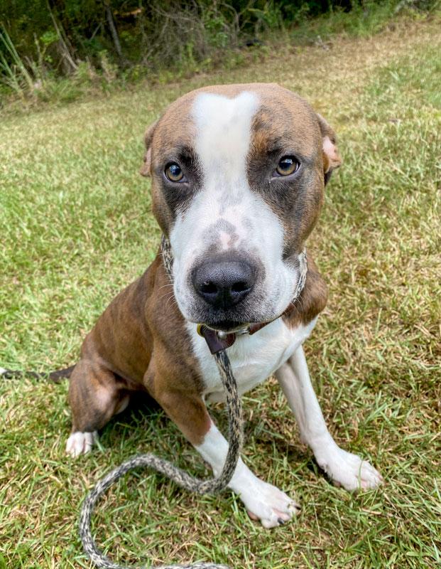 Enlarge Tiger, a Adoptable mixed breed in Monroe, GA image 4/5