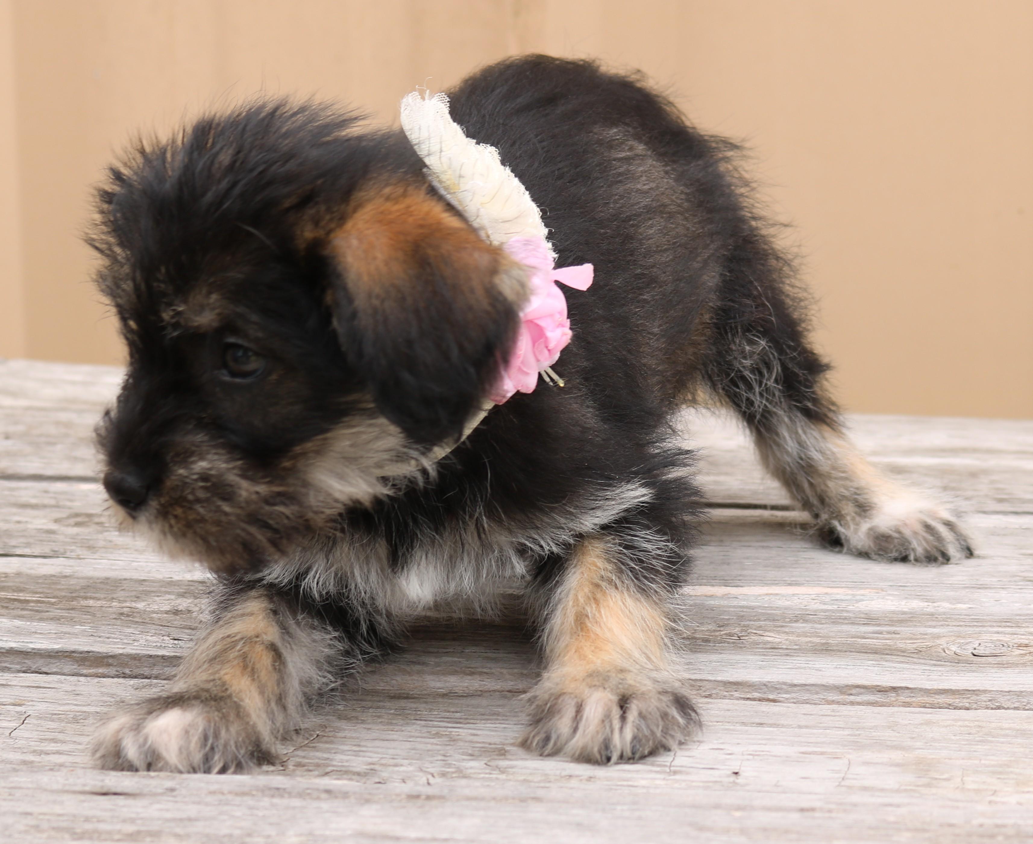 Enlarge Polly, an adopted mixed breed in Bandera, TX image 3/5