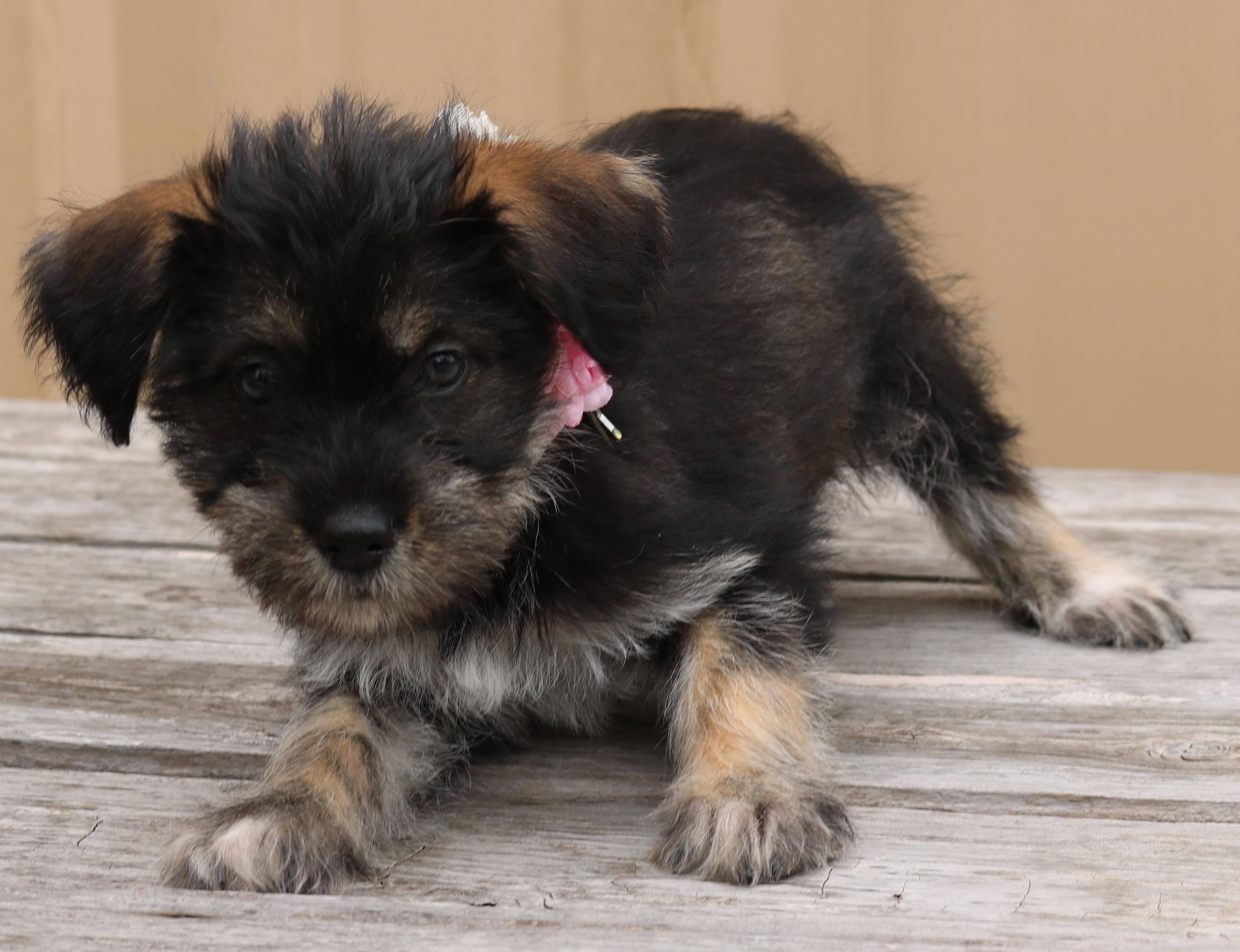 Enlarge Polly, an adopted mixed breed in Bandera, TX image 5/5