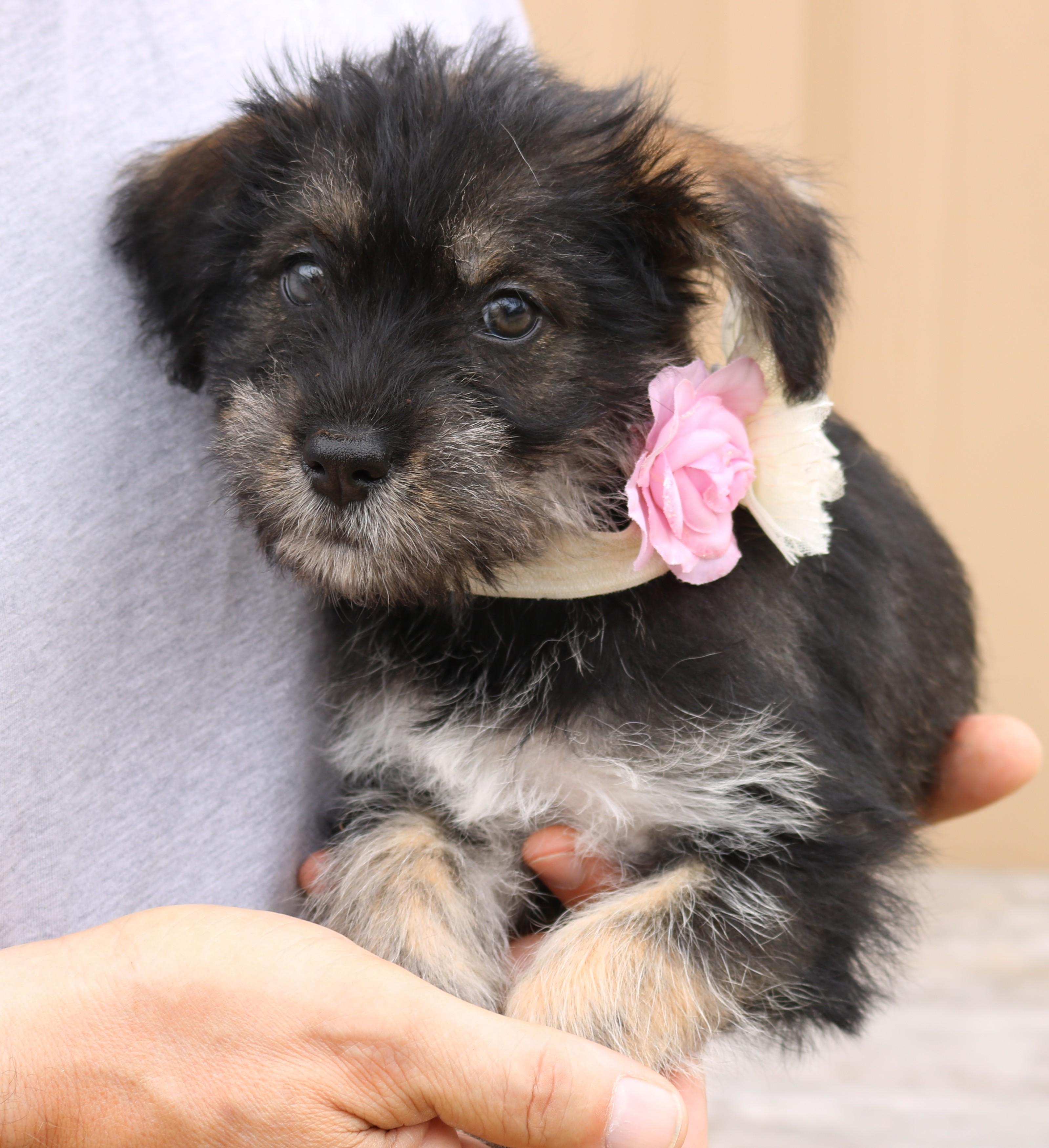 Polly, adopted, Puppy Female Miniature Schnauzer & Chihuahua.