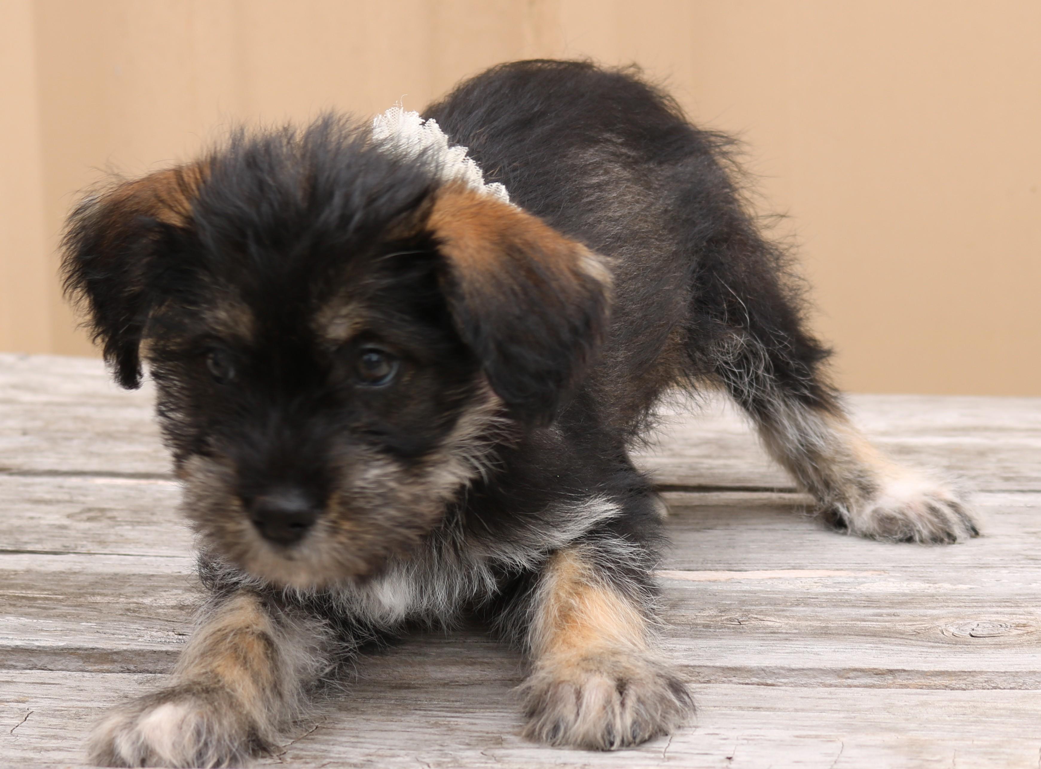 Enlarge Polly, an adopted mixed breed in Bandera, TX image 4/5