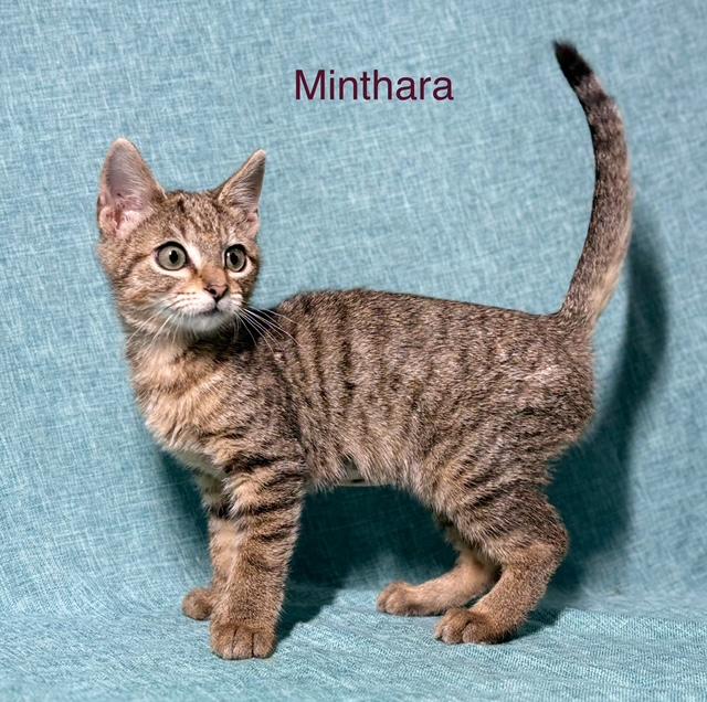 Minthara