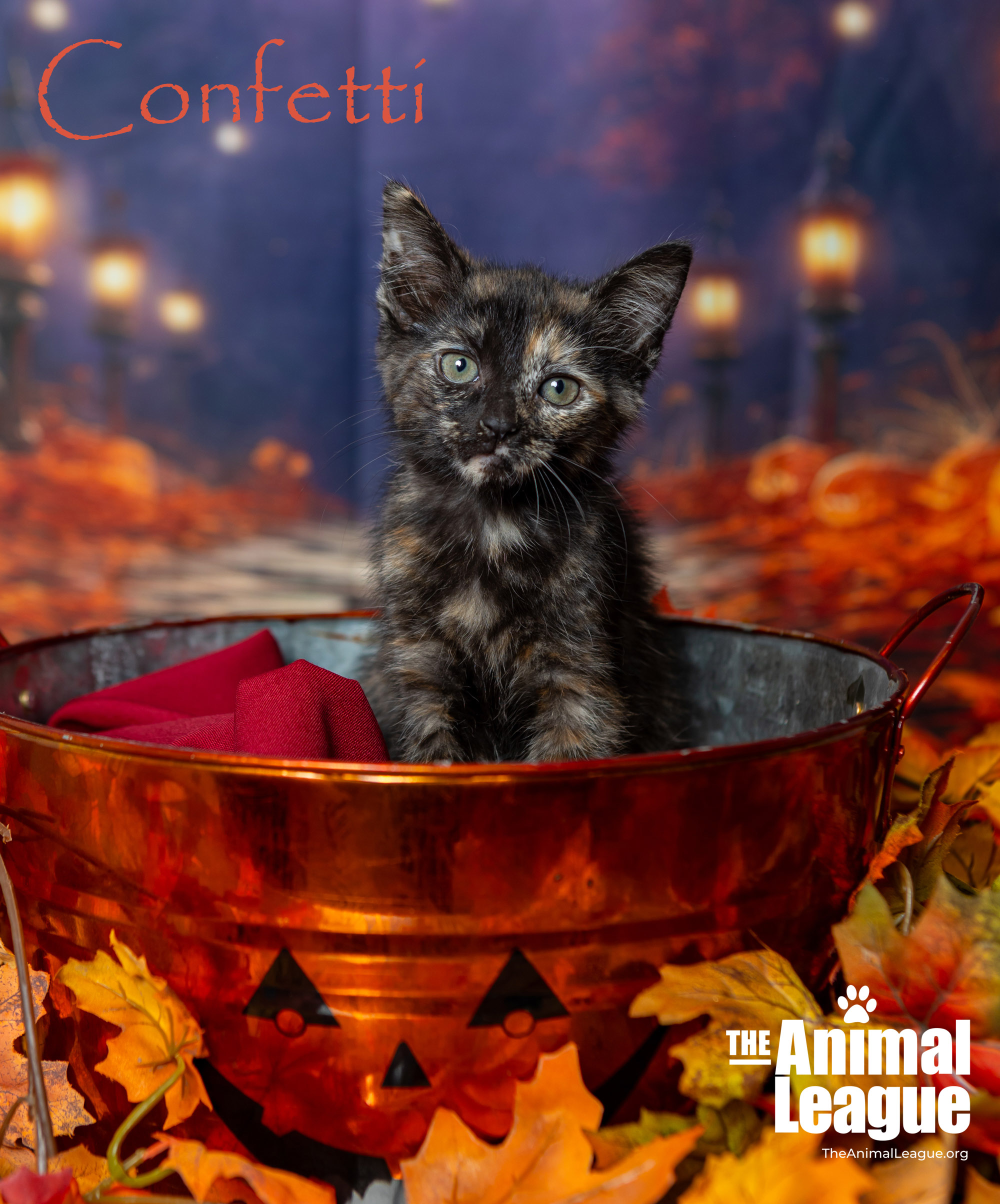 Cat for adoption Confetti, a Domestic Short Hair in Clermont, FL