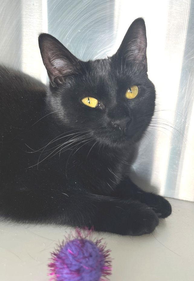 Enlarge Acuna, a Adoptable Domestic Short Hair in Carrollton, GA image 1/3