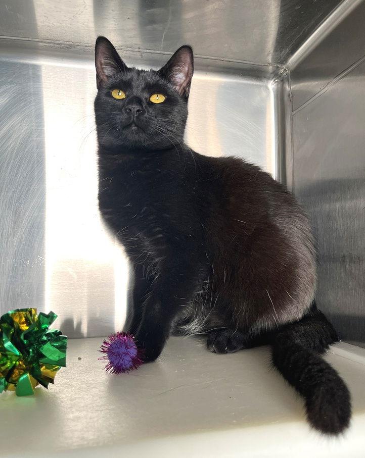 Enlarge Acuna, a Adoptable Domestic Short Hair in Carrollton, GA image 2/3