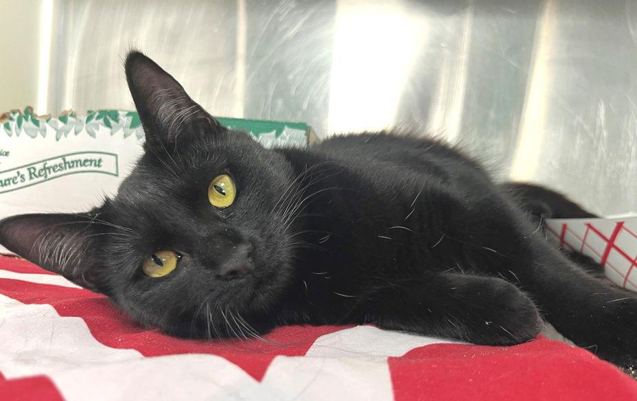 Enlarge Acuna, a Adoptable Domestic Short Hair in Carrollton, GA image 3/3