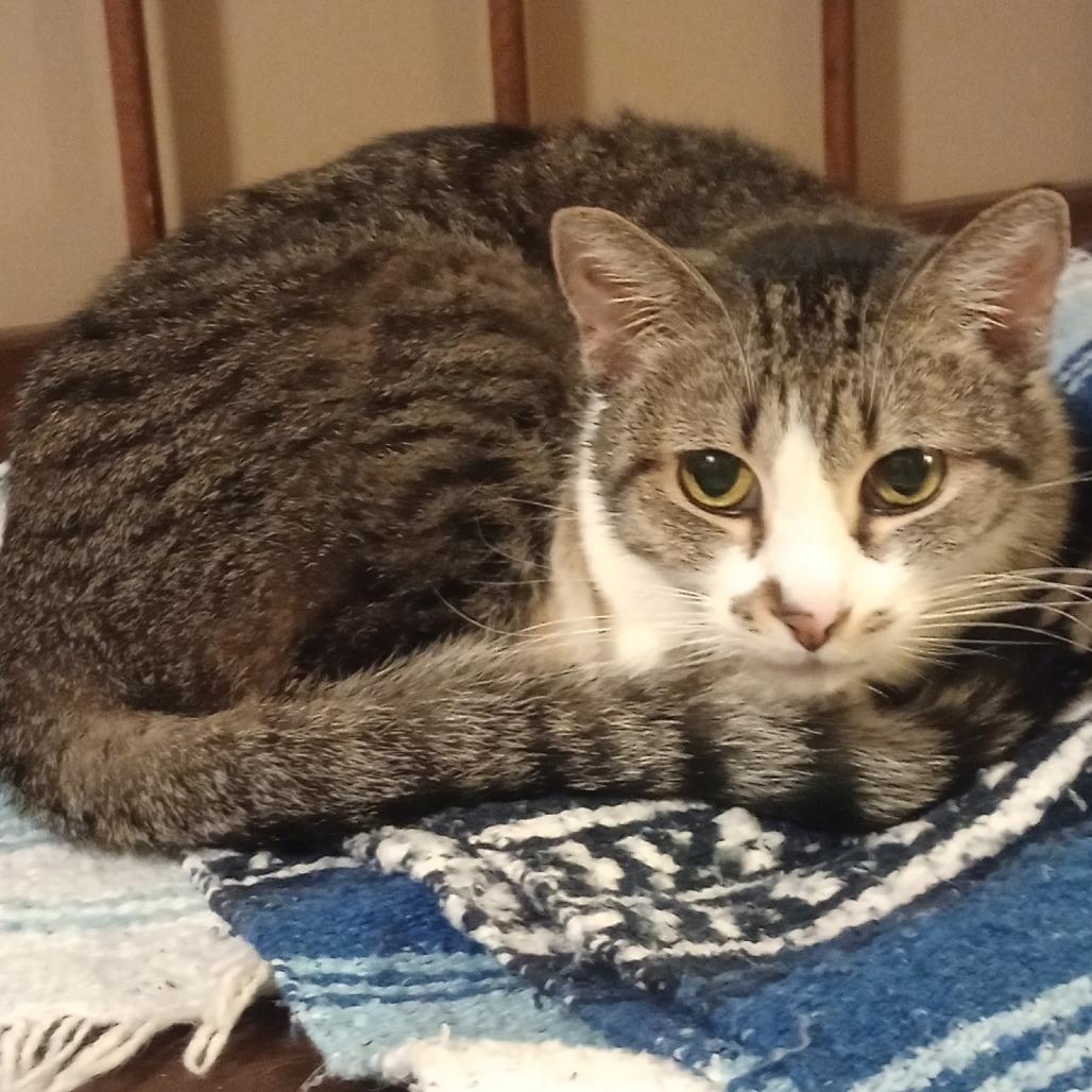 Pepa, Adoptable, Senior Female Domestic Short Hair.