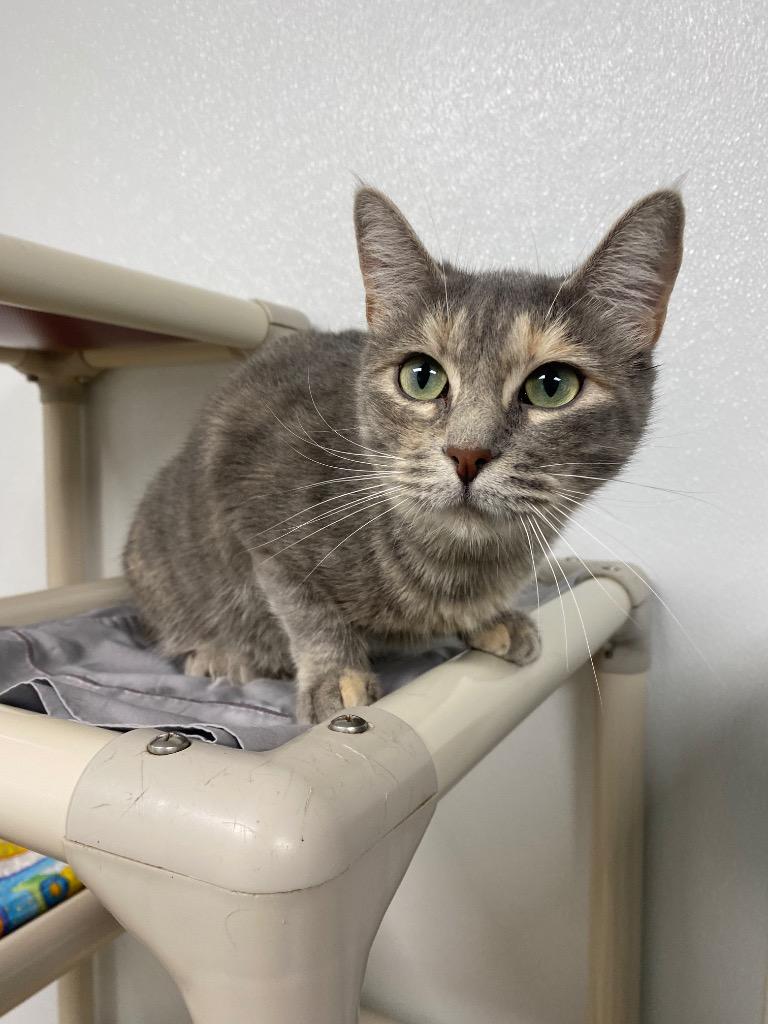 Irony, Adoptable, Young Female Domestic Short Hair.