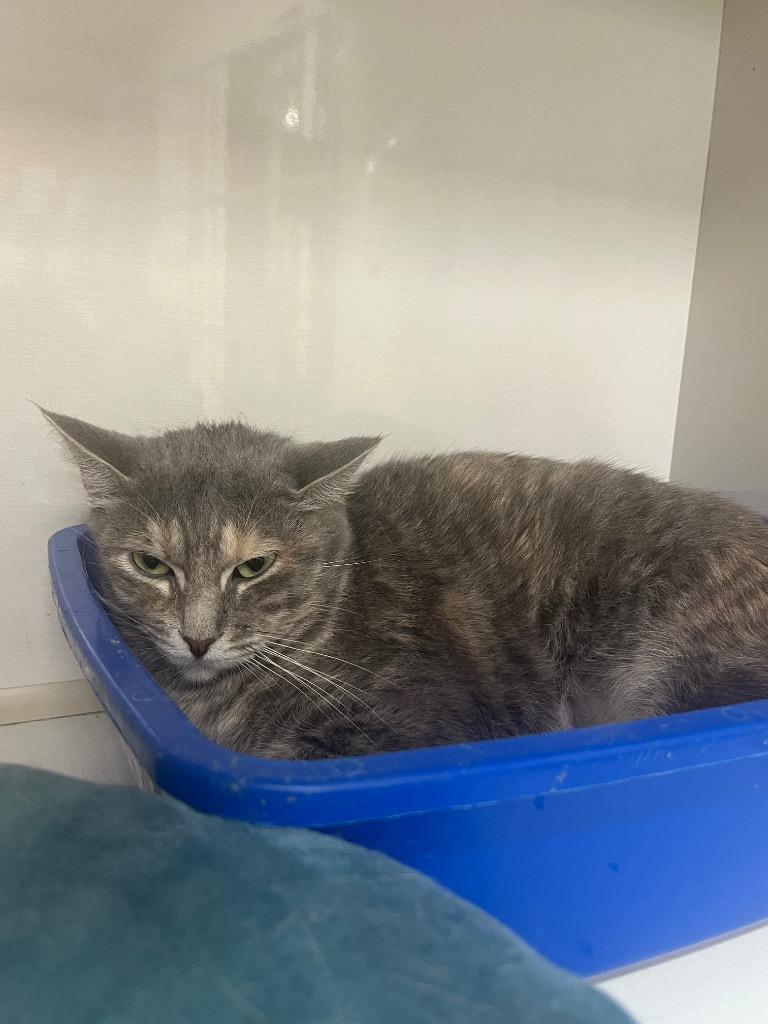 Enlarge Irony, a Adoptable mixed breed in Corpus Christi, TX image 2/2