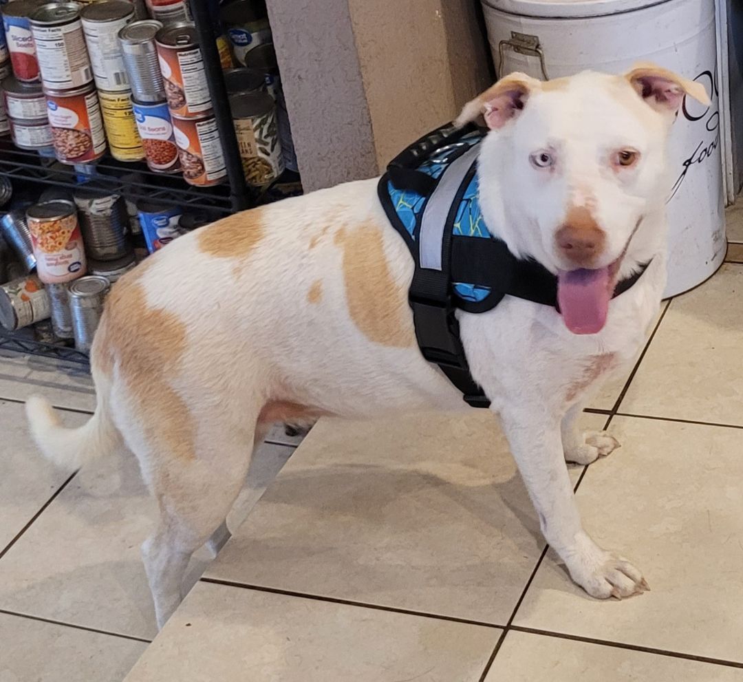 Enlarge Coco, a Adoptable mixed breed in Chiefland, FL image 7/11