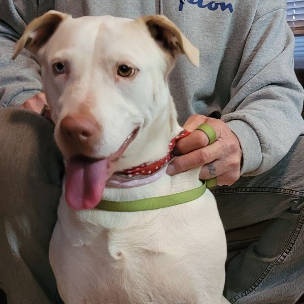 Enlarge Coco, a Adoptable mixed breed in Chiefland, FL image 8/11