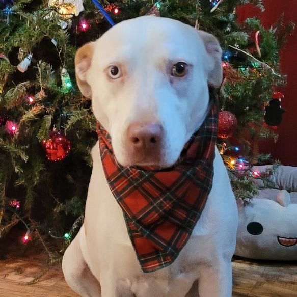 Enlarge Coco, a Adoptable mixed breed in Chiefland, FL image 9/11