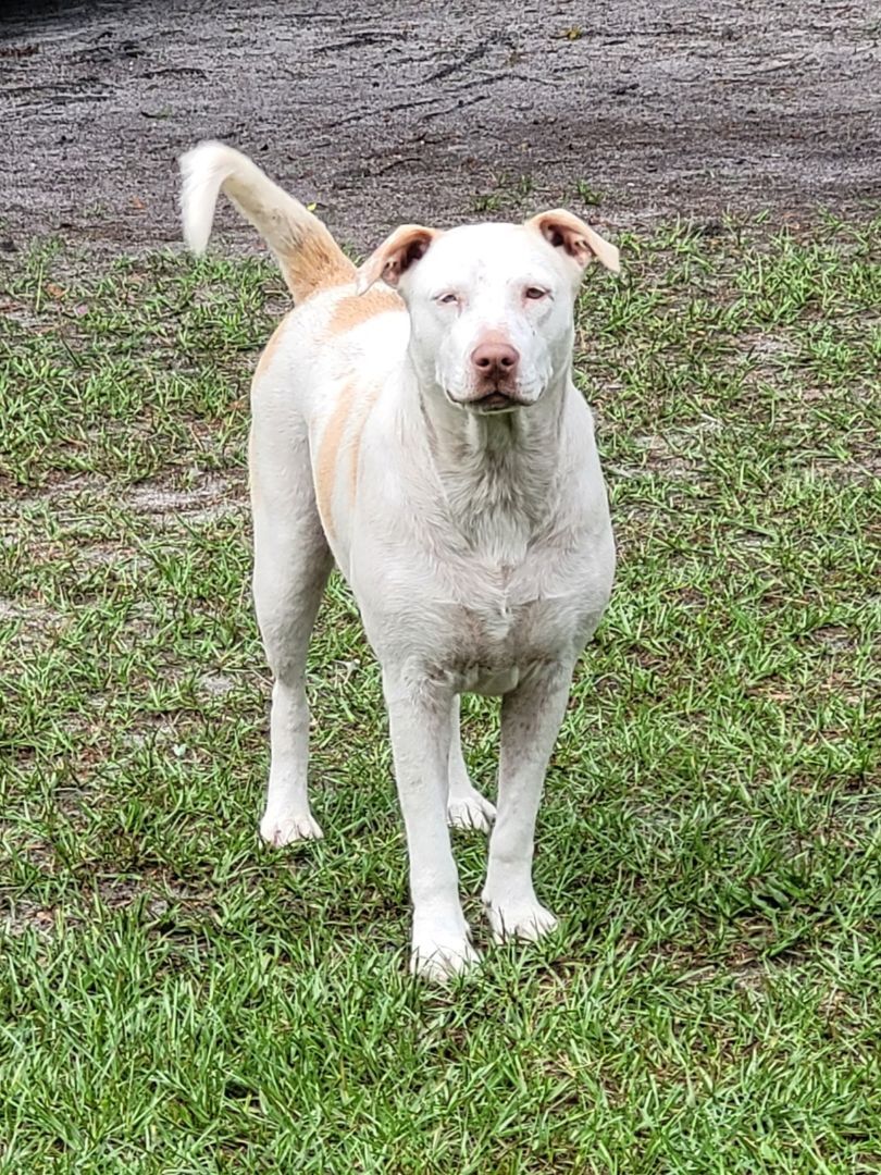 Enlarge Coco, a Adoptable mixed breed in Chiefland, FL image 10/11